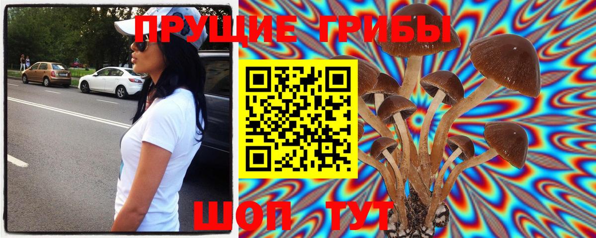 Галлюциногенные грибы прущие грибы  Галлюциногенные грибы Psilocybine cubensis  продажа наркотиков  Курчалой 