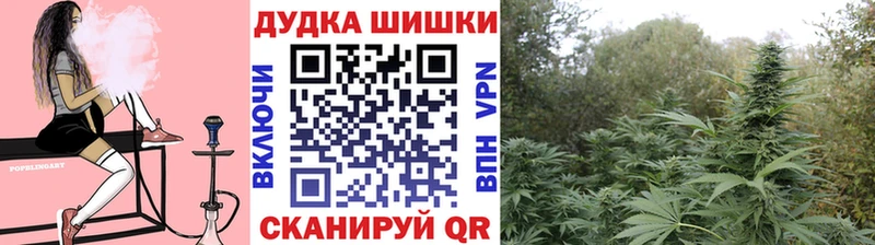 где купить наркотик  Курчалой  Шишки марихуана Ganja 